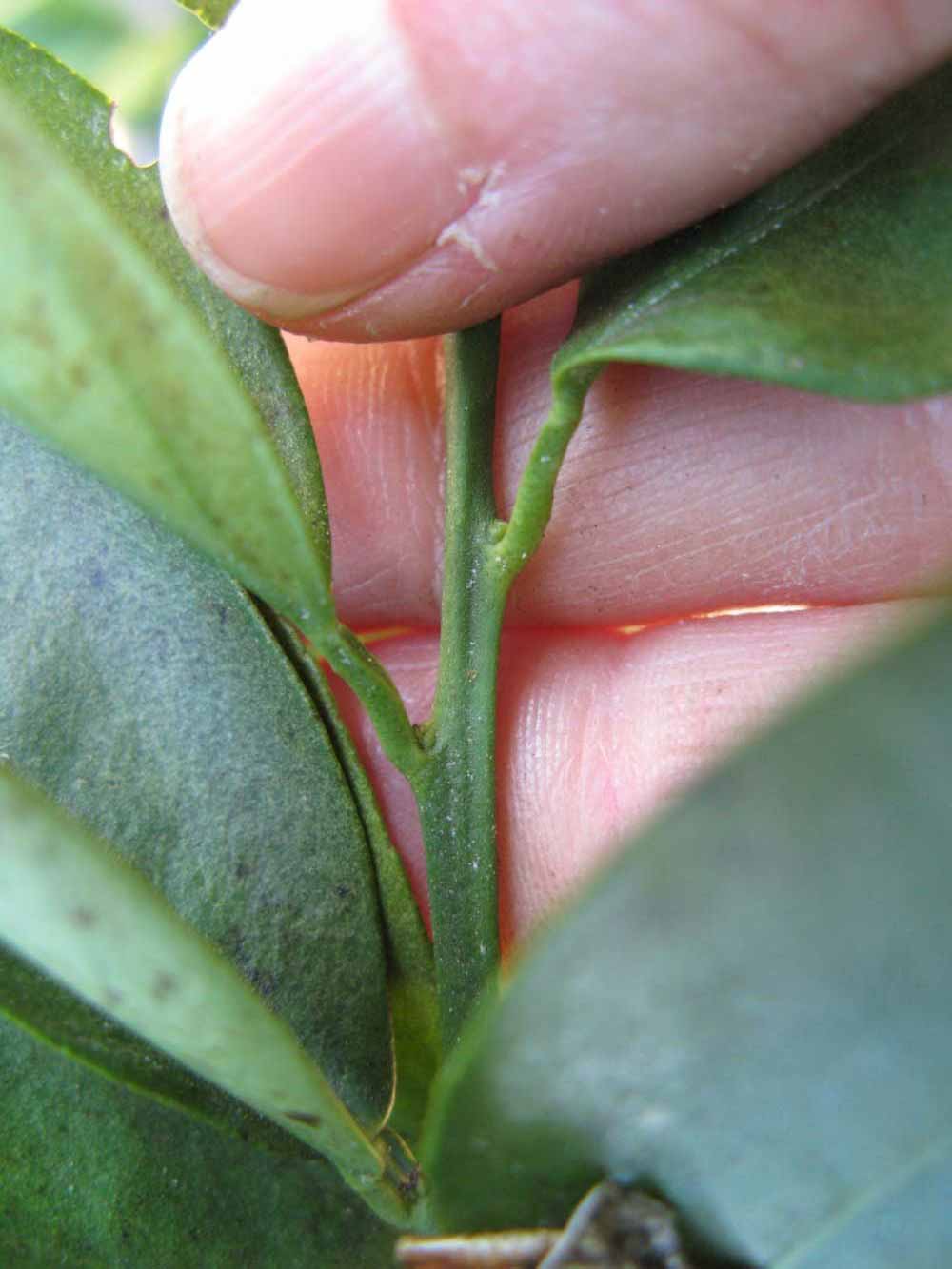              First year twig (Winter Haven, FL)       